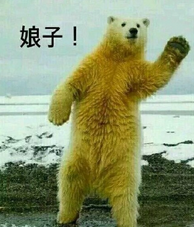 腾牛网收集整理的主角有咆哮的娘子啊哈两只狗,呆萌的娘子啊哈两只熊