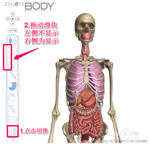 结构显示,然后在界面中点击人体的某一器官,这时这其它部位便会虚化